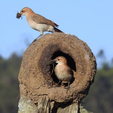 Horneros - Foto por Carlos Crocce - EBird