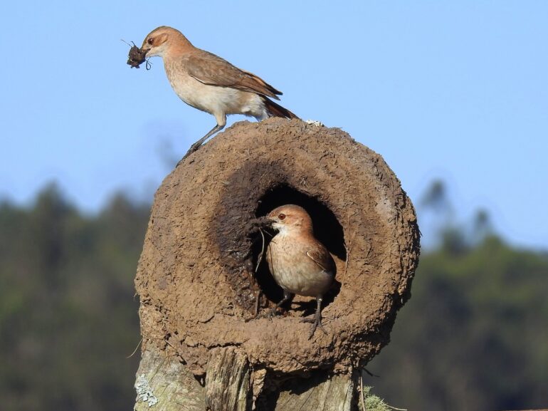 Horneros - Foto por Carlos Crocce - EBird