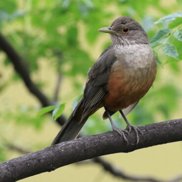 Zorzal Colorado - Foto por Patrick Monney - EBird