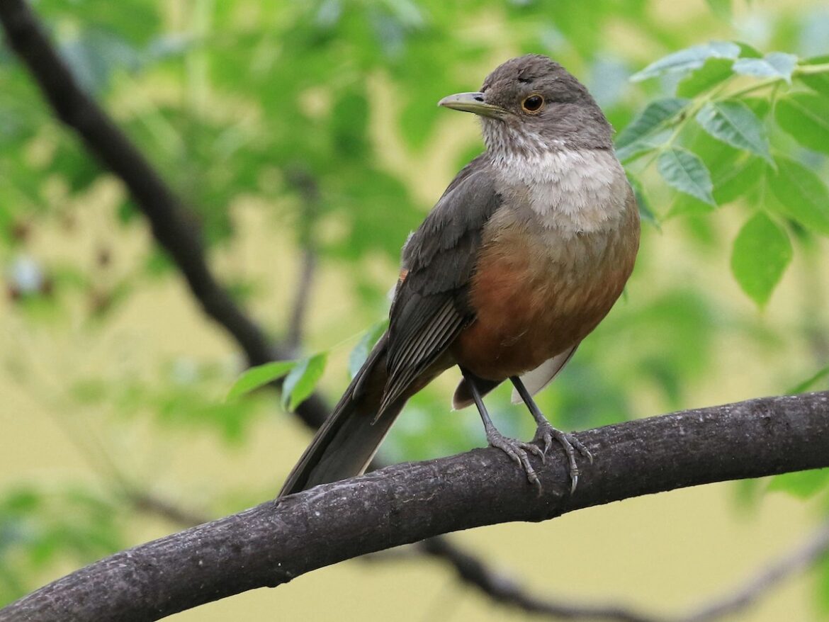 Zorzal Colorado - Foto por Patrick Monney - EBird