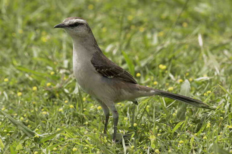 Calandria Grande - Creditos: J. Simón Tagtachian - reservacostanera.com.ar