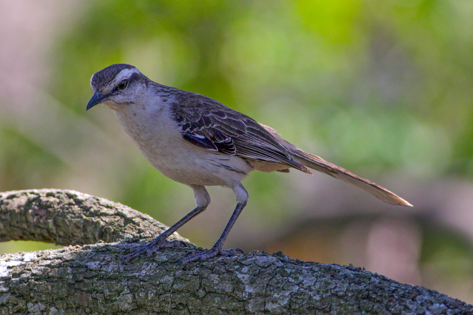 La Calandria Grande - Creditos de foto: Ron Knight - iNaturalist