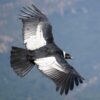 Historias de Aves – EP9: El Cóndor Andino