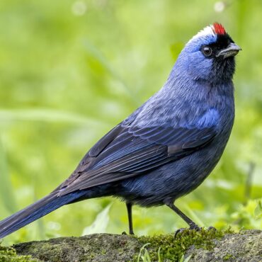 Frutero Azul - Foto de Andres Vasquez Noboa / EBird