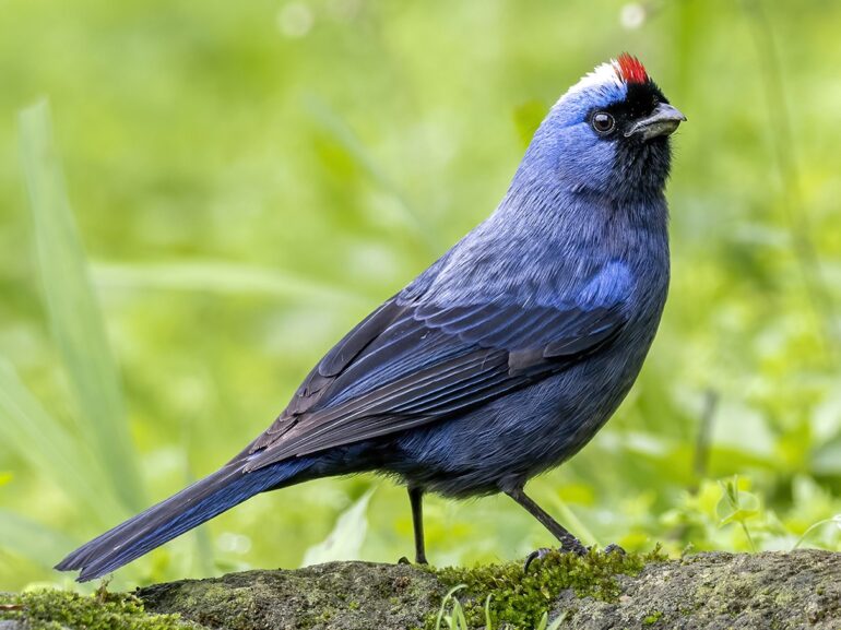 Frutero Azul - Foto de Andres Vasquez Noboa / EBird