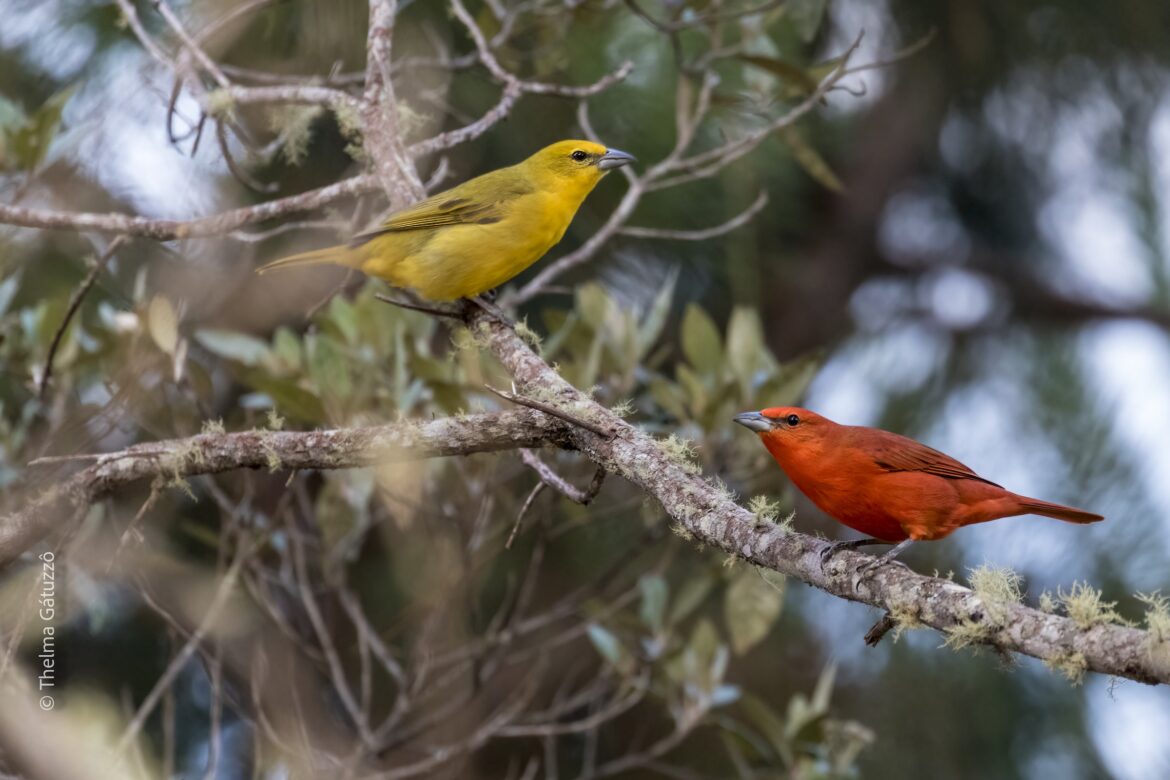 El Fueguero - Creditos de la foto: Thelma Gátuzzô - EBird