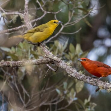 El Fueguero - Creditos de la foto: Thelma Gátuzzô - EBird