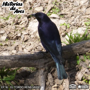 16: El Tordo Renegrido